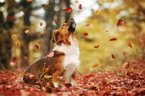 These Gorgeous Photos Of Dogs Prove That Autumn Is The Most Beautiful