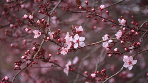 Sakura Wallpaper 4k Wallpaper Flower Close Up Pink