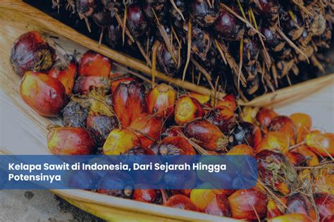 Kelapa Sawit Di Indonesia Dari Sejarah Hingga Potensinya Arvis My XXX