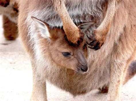 Занимательные факты о кенгуру Интересно знать
