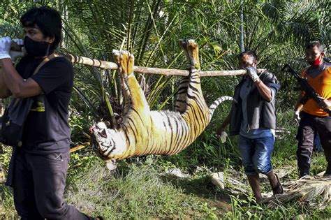 Harimau Sumatera Mati Di Kawasan Perkebunan Aceh Selatan Medcomid