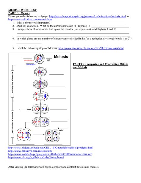 Mitosis divides one nucleus into two; 30 Label The Phases Of Meiosis - Labels For You