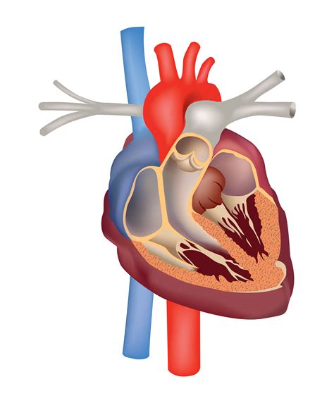 Hart Anatomie Medische Teken Menselijke Hart Doorsnede Structuur