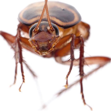 Nothing brings on a shudder like suddenly spotting a skittering cockroach as you flip on a kitchen tip: How to identify if you have a cockroach problem