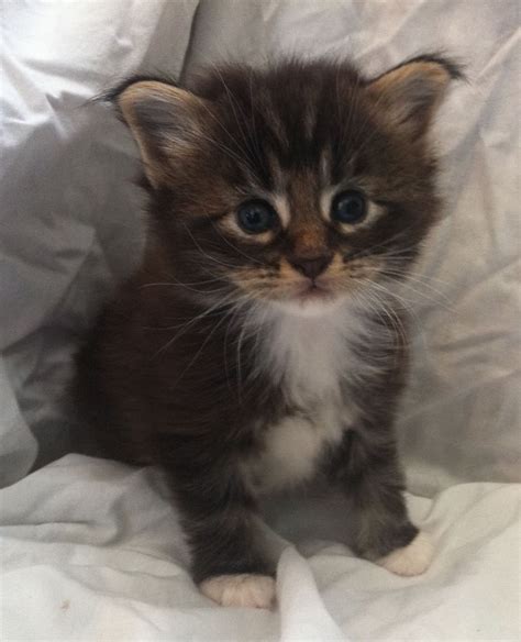 Full Pedigree Maine Coon Kittens For Sale Ulverston