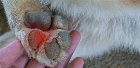 Why Do Dogs Lick Their Paws 6 Causes Explained Four Paws