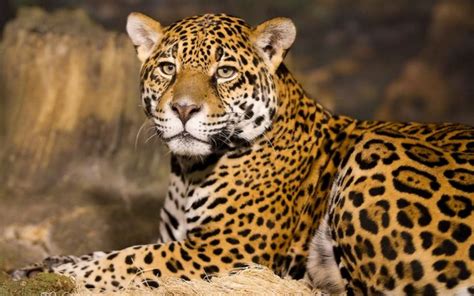 Leopard Facts History Useful Information And Amazing Pictures