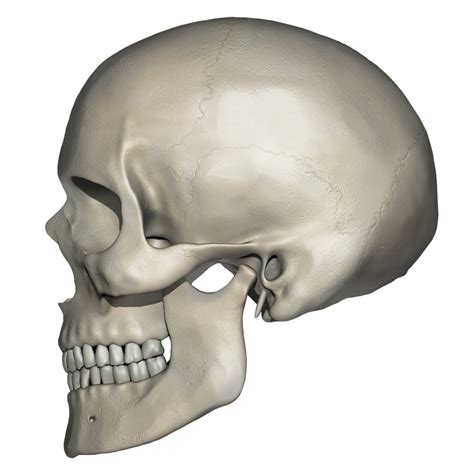 Lateral view of human skull anatomy Poster Print by Photon Illustration ...