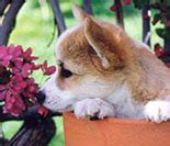 Karen strasser strasser@fuse.net or kathy shannon wyndfal@fuse.net. Home www.ohiovalleycorgi.org