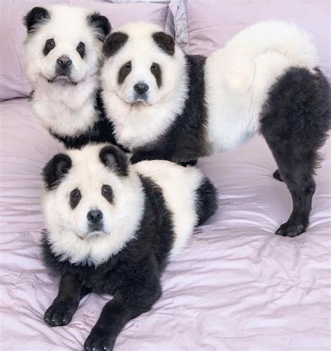 Chow Chow Colors Do Panda Chow Chows Exist Bubbly Pet