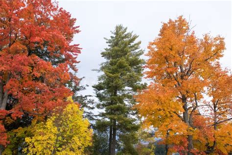 fall colors in north america stock image image of cloudy colours 135369585