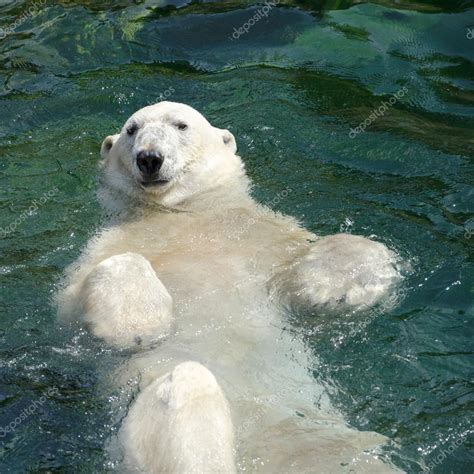 Kontaktieren sie uns wenn sie nach schwimmhallen, schwimmbad bauen, schwimmbadüberdachung, schwimmbadbau, schwimmbeckenhallen, poolsanierung sowie niveko. Eisbär (Ursus Maritimus) schwimmen im Wasser — Stockfoto ...