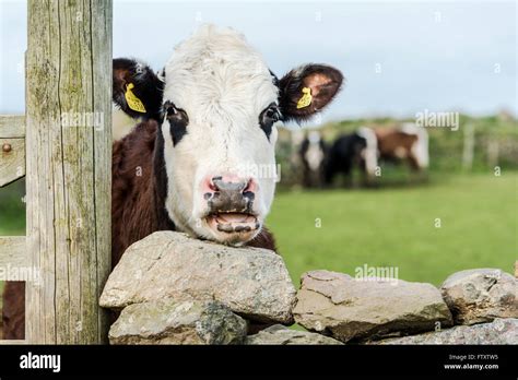 Cows Looking Over Fence Hi Res Stock Photography And Images Alamy