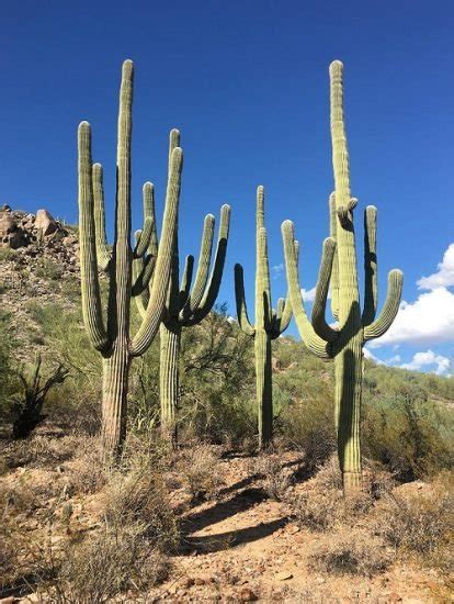16 Mind Blowing Saguaro Cactus Facts Balcony Garden Web