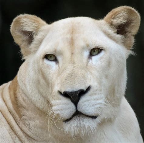 Browse 34,277 female lion stock photos and images available, or search for female lion tamer or male and female lion to find more great stock photos and pictures. A Portrait of a White Southern African Lion Female ...