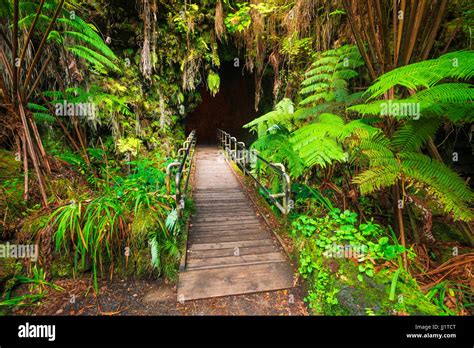 The Entrance To The Thurston Lava Tube Hawaii Volcanoes National Park