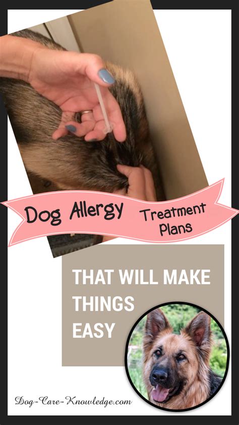 Dog Allergy Treatment Plans That Will Make Things Easy