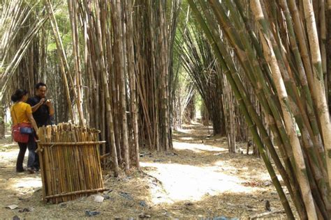 Tiket masuk taman bambu runcing aceh gratis. Rute dan Harga Tiket Masuk Hutan Bambu Keputih, Spot ...