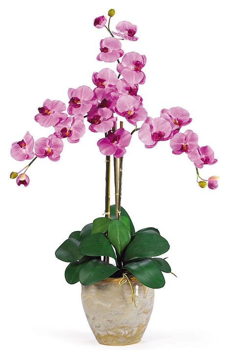 Phalaenopsis Silk Orchid In 8 Colors By Nearly Natural 27 Inches