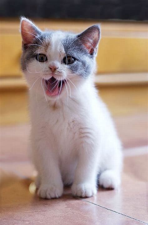 Cute Kitties (111 pics) - Izismile.com