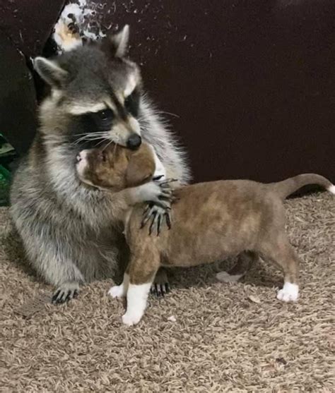 My Friend Rehabs Raccoons And Today The Raccoon Met Their New Puppy Aww