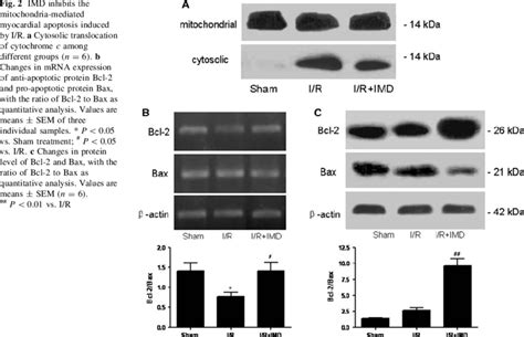Imd Inhibits The Mitochondria Mediated Myocardial Apoptosis Induced By