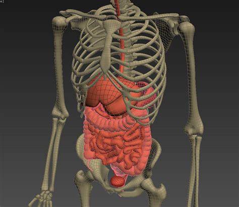 Animated Internal Organs Skeleton Human Body Anatomy Human Body