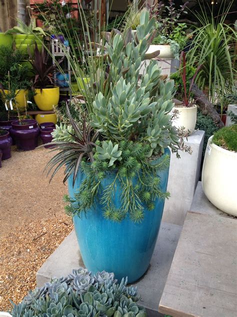 Succulents In A Tall Pot Might Work In The Pool Area Or