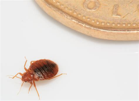 Usually when you think of bugs. Bed Bugs Force Hotel Guest to Chop Hair, My Cleaning ...