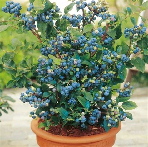 8 Best Berries To Grow In Containers For Incredible Flavor