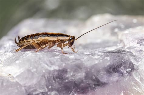 10 Surprising Cockroach Facts Pest Exterminators Surrey