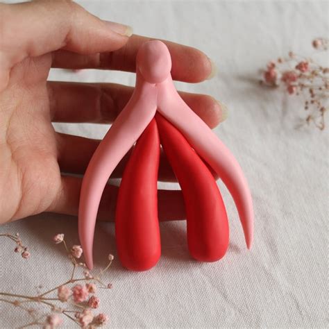 vulva anatomy model etsy
