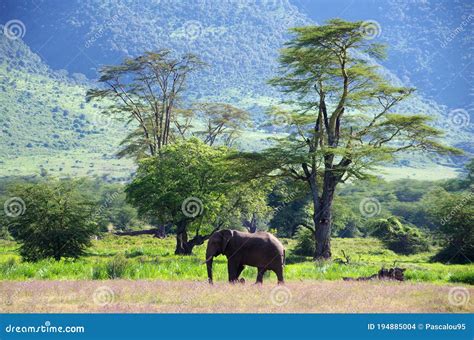 Landscape In The Ngorongoro Crater In Tanzania Stock Photo Image Of