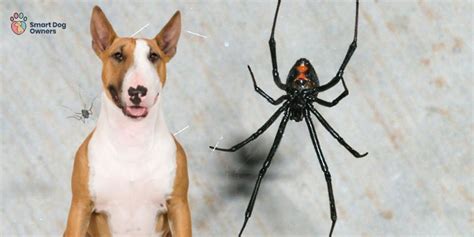 Black Widow Spider Bite In Dogs Signs Of Bite Symptoms Smart Dog