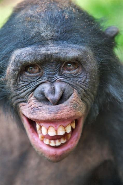 Selfie Smiling Animals Chimpanzee Monkeys Funny