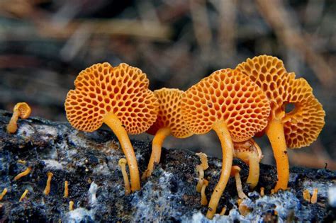 How Fungi Are Saving The Planet
