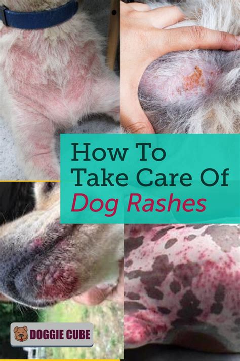 How To Take Care Of Dog Rashes Doggie Cube In 2020 Dog Rash Itchy