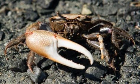 Fiddler Crabs