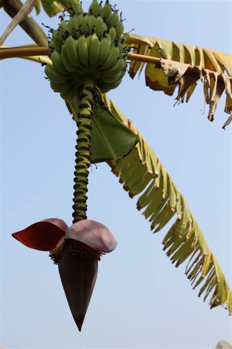 Bananas And Banana Flower Southern Taiwan Photorator