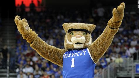 The wild cats are solitary, shy creatures that ambush prey rather than hunt in packs. Five Accessories That the UK Wildcat Should Totally Have