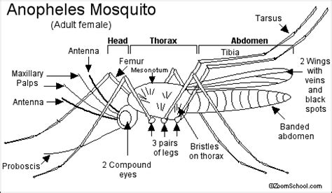 Female reproductive system consists of ovaries, fallopian tubes, uterus, vagina, mammary glands, and the male reproductive. Mosquitoes - EnchantedLearning.com