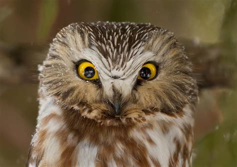 Northern Saw Whet Owl Photograph By Mircea Costina Photography Pixels
