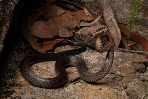 Cacophis Squamulosus Golden Crowned Snake Sydney Nsw Charlie