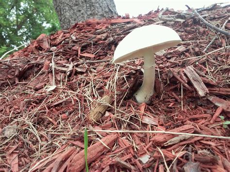 Mid Michigan Mushroom Identification Mushroom Hunting And