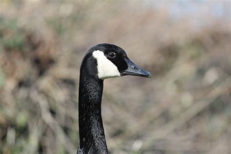 Free Images Wing Farm Animal Country Wildlife Wild Zoo Beak