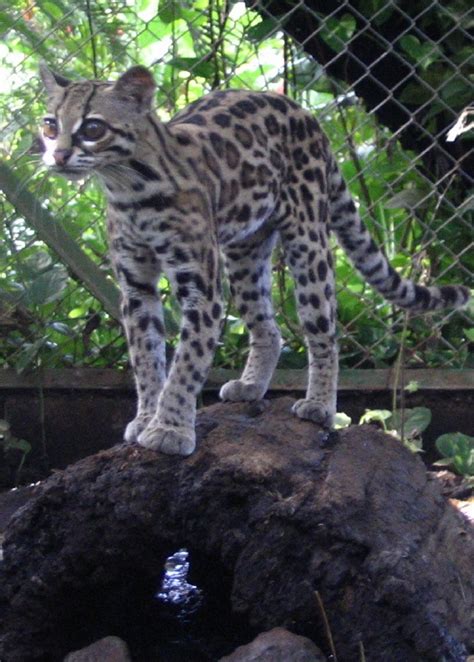 See more ideas about animals, animals beautiful, big cats. Tree Ocelot | Big Cats | Pinterest