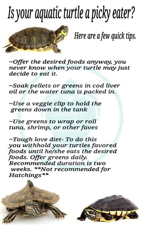 Pin By Sherry Gilbertson On My Turtletortoise Care Posters Turtle