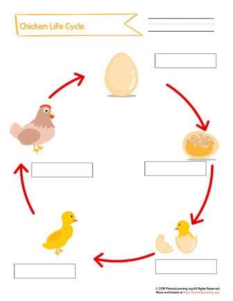 Label The Life Cycle Of The Chicken Primarylearning Org