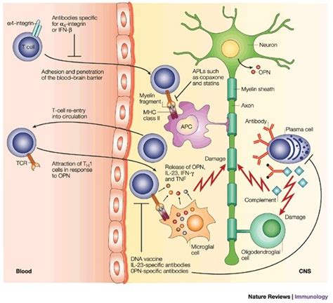 The Inflammatory Phase Of Multiple Sclerosis T Cells B Cells And