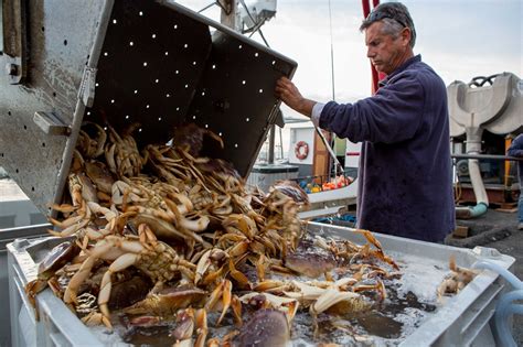 When scared, it plays a nifty trick! Monday Must Reads: BART Problems Continue; Dungeness Crab ...